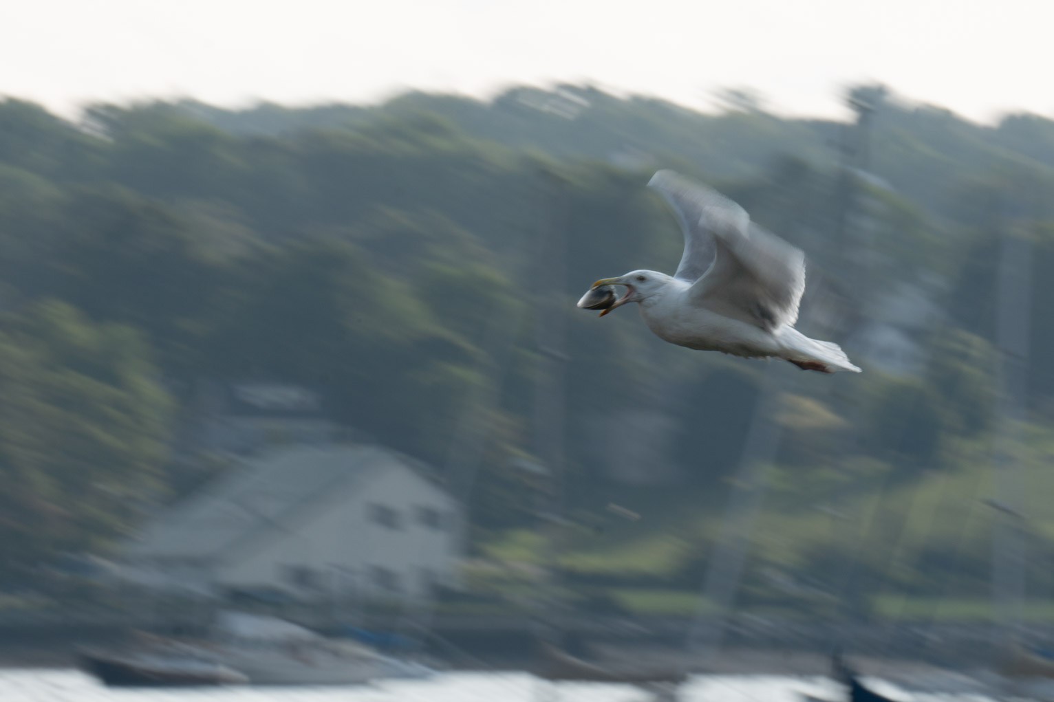 A gull flies with a quahog in its both, behind trees and a boathouse are blurred with motion